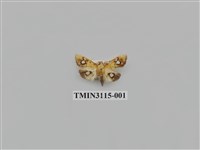 藏品(螟蛾216)的圖片